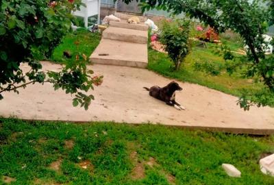 Casă cu Teren 1250 Mp în Central - 5