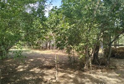 Teren de 4975 mp, în Belciug - 14