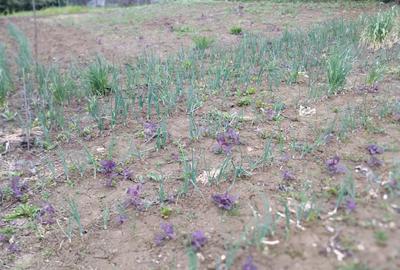 Bucium!Teren intravilan cu casa,1500mp! - 3