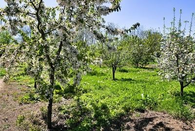Casă cu 4 camere cu Teren 1769 Mp în Central - 15