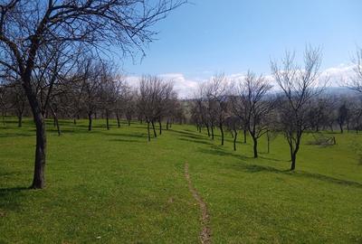 Teren de 17264 mp, în Pietroasa - 9