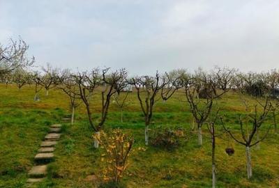 Teren de 3000 mp, în Corunca - 7
