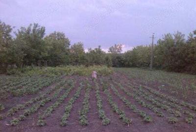 Vand casa ?i gradina mare. - 8