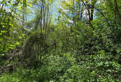 Vand Teren Arefu, Arges zona Cetatea Poenari (Vlad Tepes), Transfagarasan - 6