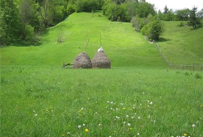 Teren de 2800 mp, în Dâmbovicioara - 7