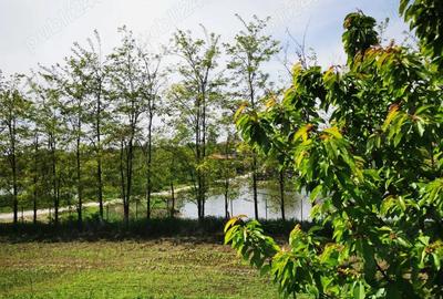 Teren de 4000 mp, în Ileana - 4