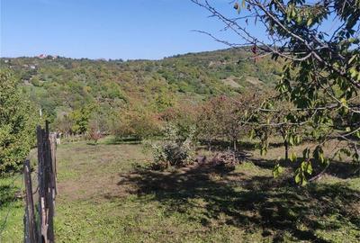 Teren de 1500 mp, în Podgoria - 8