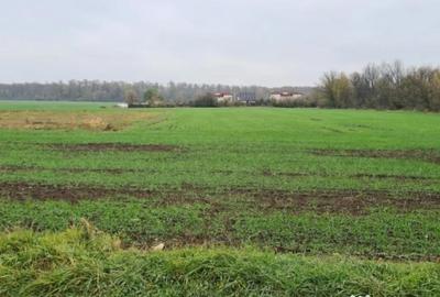 Teren de 3000 mp, în Brănești