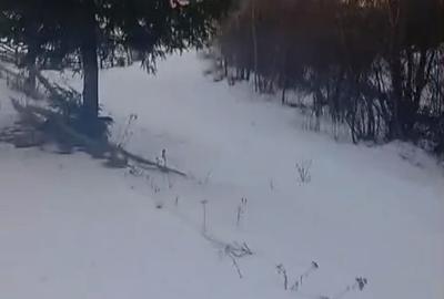 Teren extravilan de 8179 mp, în Cârlibaba Nouă - 2