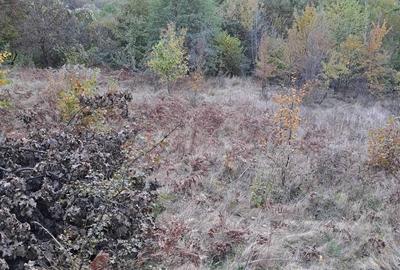 Teren de 10000 mp, în Central - 5