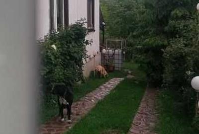 Casă cu 3 camere în Găgeni - 1