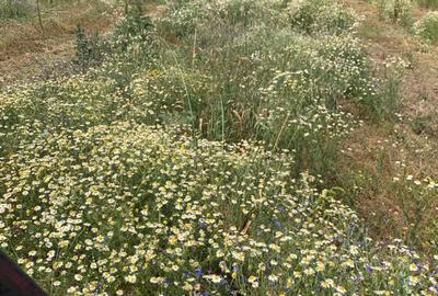 Teren intravilan de 490000 mp, în Iancu Jianu - 26