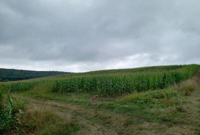 Teren agricol extravilan de 5800 mp, în Moișa - 4