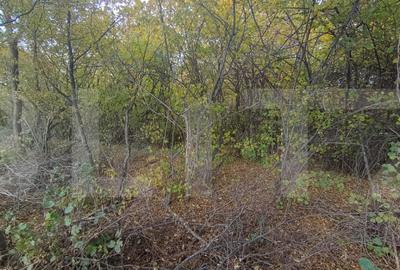 Teren de investitie 1256 mp - 3