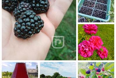 Casă cu 4 camere cu Teren 12356 Mp în Râșca - 2