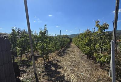 Casă individuală cu 3 camere cu Canalizare în Gemenea-Brătulești - 13