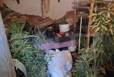 Casa batraneasca, D+P, Podari ,teren 507mp, Deschidere 21.5m - 26