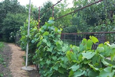 Casa si teren 1815 m - 4