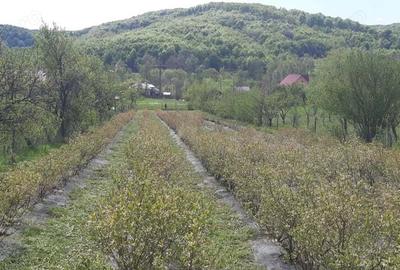 Teren de 3500 mp, în Ștefănești - 2