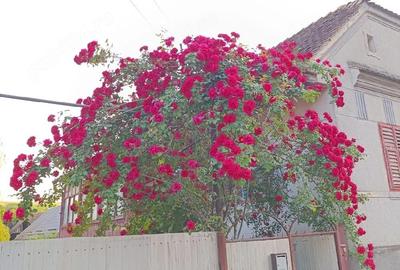 Casă cu 3 camere cu Teren 1000 Mp în Seleuș (Zagăr) - 5