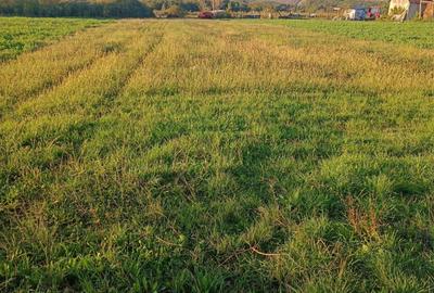 Casă cu 3 camere cu Teren 2600 Mp în Săldăbagiu de Munte - 1