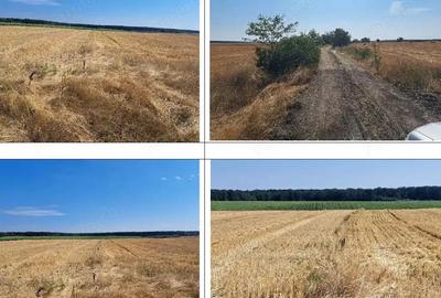 Cota de 3/4 din teren 9800 mp, loc. Bucova?. Jud Dolj