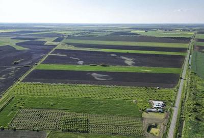 Livada de nuci ?i pruni 2.4ha in Varia?u Mare Livada de nuci ?i pruni 2.4ha in Varia?u Mare - 10