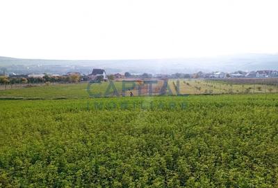 Teren intravilan 5500 mp Comuna Sandulesti - 4