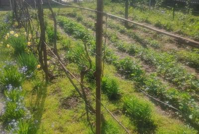 Casă cu Teren 530 Mp în Central - 6