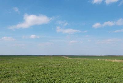 Teren agricol extravilan de 2000 mp, în Gălbinași - 1