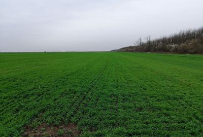 Teren agricol extravilan de 10000 mp, în Afumați - 3