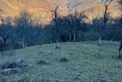 Teren de 30000 mp, în Cornereva - 9