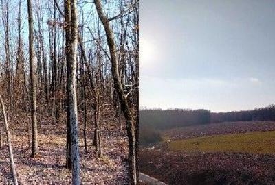 Teren de 5000 mp, în Lunca - 5