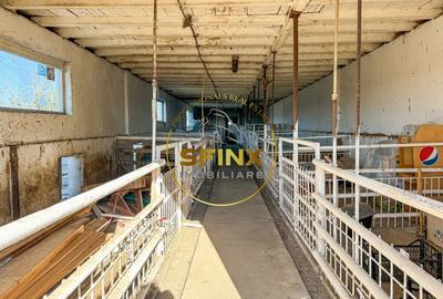 De vanzare ferma Calarasi in stare de conservare - sere - livada - 9