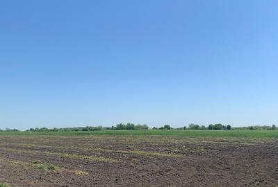 Afumati  Vanzare Teren Extravilan  Suprafata  12,8 HA (3eur/mp) - 4