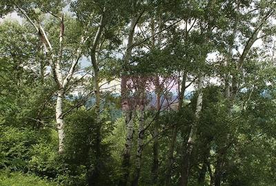 Teren de 3092 mp, în Telega - 9