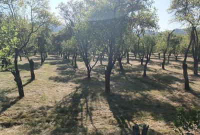 Teren 7150 mp de vanzare in Oesti Arges - 7