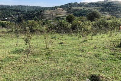 Teren Construcții intravilan de 5100 mp, în Tăuți - 2