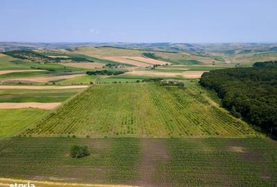 Spațiu comercial, în Berchieșu - 5