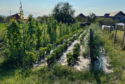 Casa cu gradina de vanzare la Sintereag - 1
