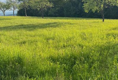 Spațiu comercial, în Preluca Nouă - 7