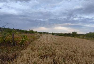 TEREN PAULESTI//10.000 MP - 11