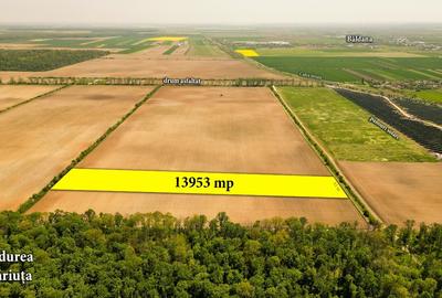 Teren intravilan 13953 mp Răcari lângă Pădurea Măriuța - oportunitate investiție - 3