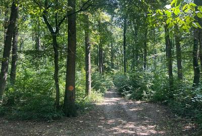 Teren de Vis pe malul lacului Snagov / 4000 mp in inima Naturii /40 m deschidere - 9