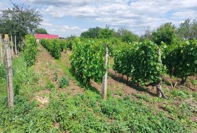 Spațiu comercial, în Gura Sărății - 1