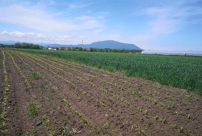 Teren Construcții intravilan de 1693 mp, în Stupini