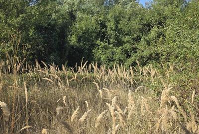 Vanzare teren Ciolpani Luparie - 7