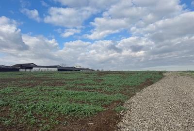 Piscu, Ciolpani, teren intravilan 1000 mp, str. Campului,aproape Muzeu, 29 eur - 6