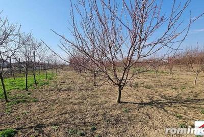 Teren intravilan 10 arii in Vetis ( ID 22844) - 4