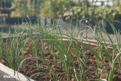 Teren de 500 mp, în Central - 2